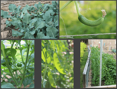 image of garden