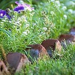 Image of a garden for garden preparation