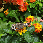 Butterfly Garden