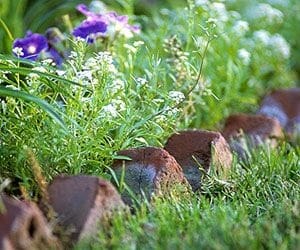 Image of a garden for garden preparation