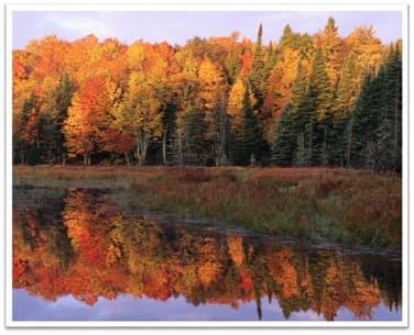 autumn-leaves
