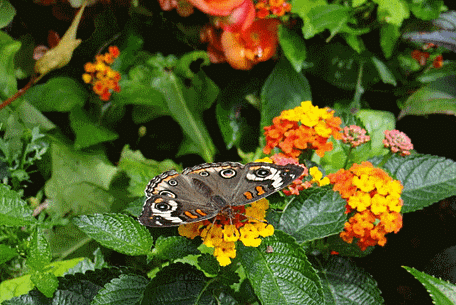 Butterfly Garden