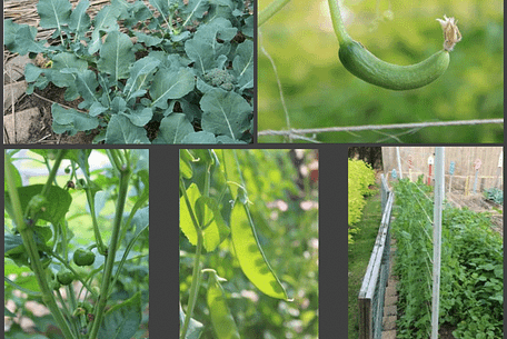 image of garden