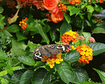 Butterfly Garden