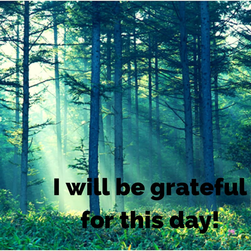 Image of Forest with Sun Shining Through - I will Be Grateful Today